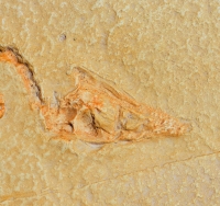 Archaeopteryx lithographicia, Eichstatt Specimen B side