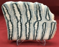 Mammoth Tooth, slice cut & polished