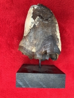 Fine Authentic Woolly Rhino Tooth Crown (Coelodonta antiquitatis), Siberia