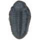 Drotops megalomanicus, trilobite