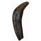 Zygorhiza, early whale canine tooth