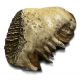 Dwarf Mammoth Tooth, Mammuthus exilis,on stand