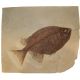 Phareodus testis, Green River Fish