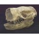 Glossotherium chapadmalensis, sloth skull