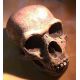 Homo neanderthalensis Skull, Forbes Quarry Gibraltar