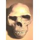 Home erectus,  Skull Peking Man