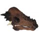 Pachycephalosaurus, 21.5 inch skull