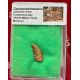 Authentic Carcharodontosaurus tooth with Serrations in Acrylic Display Case