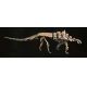 Gastonia burgei, Ankylosaur juvenile skeleton