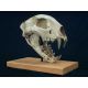 Metalurus minor, cheetah-like cat skull