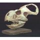 Protoceratops andrewsi, medium skull