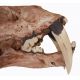 Smilodon fatalis, sabertooth cat skull, brown finish