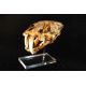 Smilodon fatalis, sabertooth cat skull