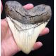 Megalodon (Carcharodon megalodon) tooth, Ivory