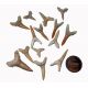 Fossil Shark Teeth High Quality Jewelry Grade only $1 each