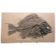 Priscacara, Green River Fossil Fish