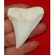 Carcharodon carcharias (Great White Shark) Tooth