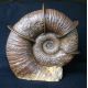 Lytoceras fimbriatum, Jurassic Ammonite