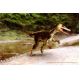 7 Dinosaur Poster & Postcard / Flashcard Set