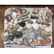 1 Pound Authentic  Fossil Mix Collection Bag/Kit
