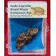 Authentic Fossil Turtle Coprolite in Acrylic Display Case