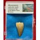 Authentic Fossil Mosasaurus Tooth in Acrylic Display Case
