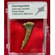 Authentic Onchopristis Sawfish Barb in Acrylic Display Case