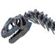 Allosaurus Skeleton LAST ONE