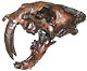 Saber Tooth Cat Skull