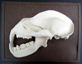 Hipposideras commersoni, Commerson's leaf-nosed bat skull profile