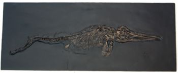 Ichthyosaur, marine reptile skeleton
