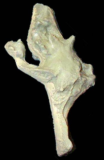 Allosaurus, brain endocast