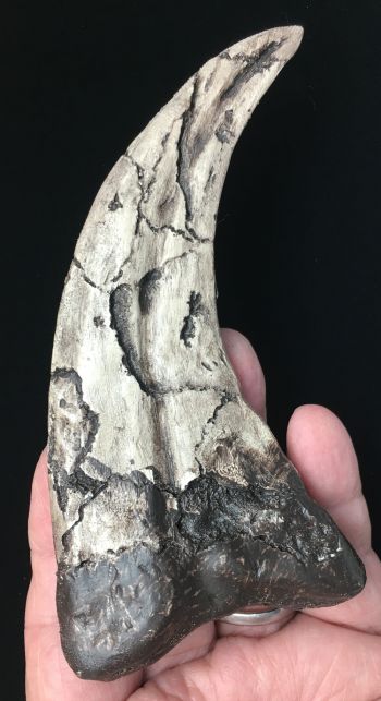 Utahraptor claw,  reconstruction