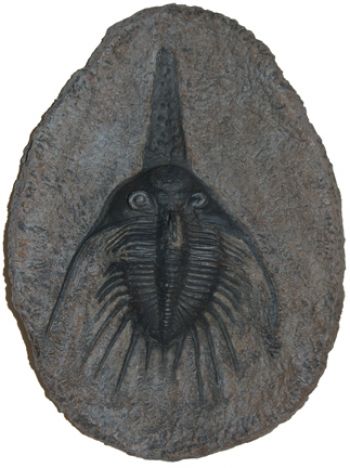 Psychopyge elegans, trilobite