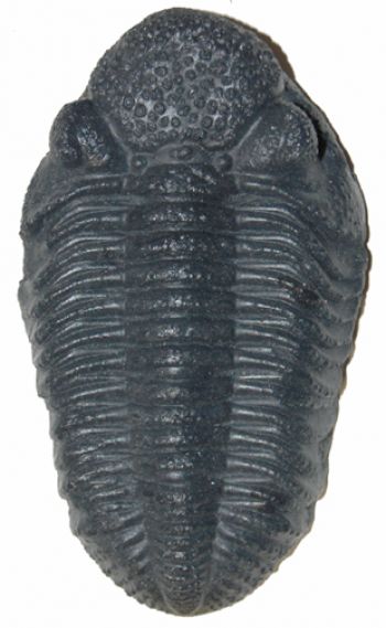 Drotops megalomanicus, trilobite