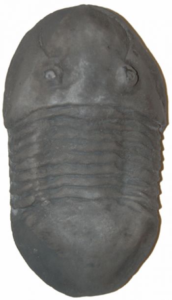 Isotelus iowensis, trilobite