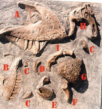 Dinosaur Miscellaneous fossil dig panel #7