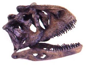 Carnotaurus Dinosaur Skull Model Replica 1/4 Scale 