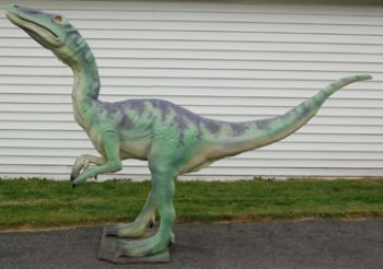 Coelophysis, larger than life model in the flesh RENTAL ONLY