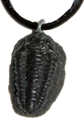 Phacops, trilobite pendant, necklace