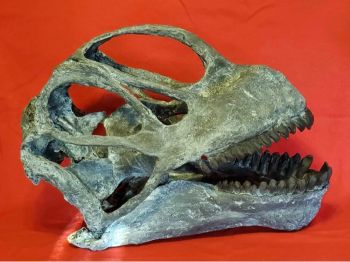 Camarasaurus, skull