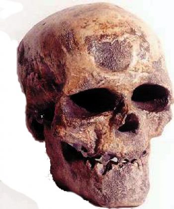 Cro-Magnon Skull, Home sapiens