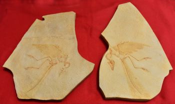 Archaeopteryx lithographicia, Eichstatt Specimen A & B sides