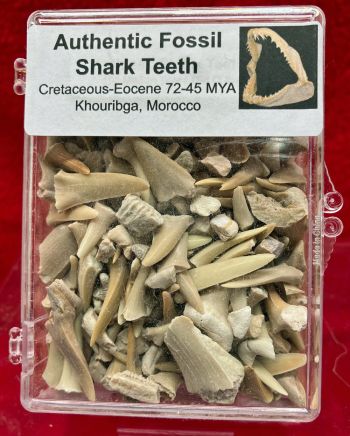 Fossil Shark Teeth Mix, box