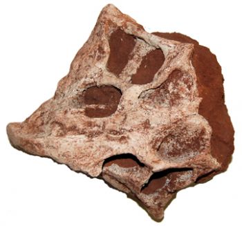 Hongshanosaurus, skull, a psittacosaurid dinosaur