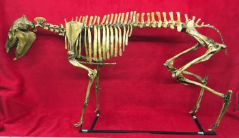 Mesohippus bardi (early horse) Mounted Skeleton