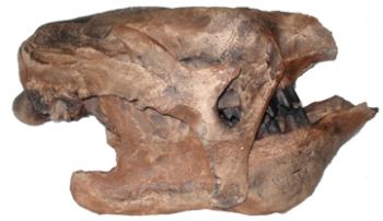 Eremotherium mirabile, (Megatherium) giant ground sloth skull
