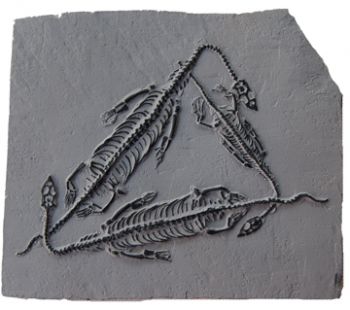 Keichousaurus hui, 3 Triassic Marine Reptiles