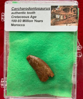 Authentic Carcharodontosaurus tooth in Acrylic Display Case 