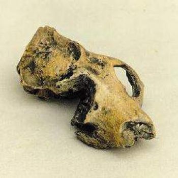Adapis, early primate skull replica